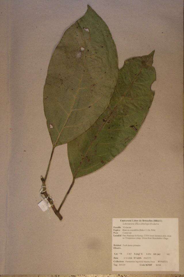 Image of Rinorea crassifolia (E. G. Baker) De Wild.