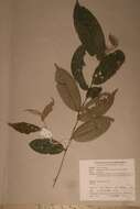 Image of Dactyladenia staudtii (Engl.) G. T. Prance & F. White