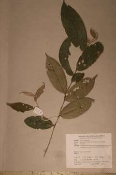 Image of Dactyladenia staudtii (Engl.) G. T. Prance & F. White
