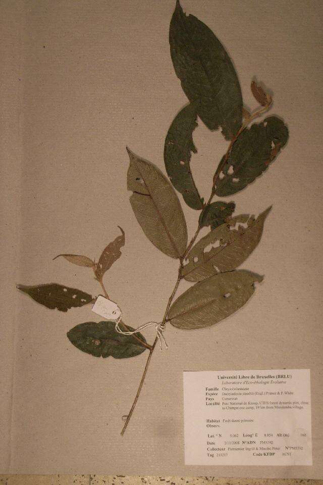 Image of Dactyladenia staudtii (Engl.) G. T. Prance & F. White