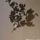 Image of Diospyros obliquifolia (Hiern ex Gürke) F. White