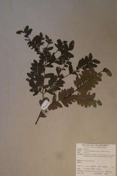 Image de Diospyros obliquifolia (Hiern ex Gürke) F. White