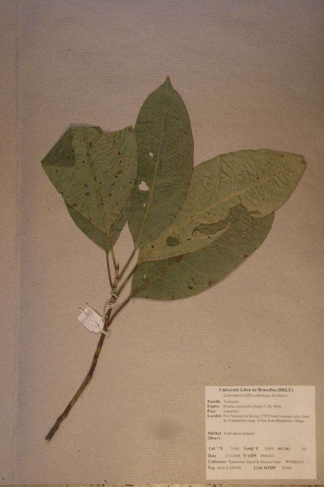 Image of Rinorea crassifolia (E. G. Baker) De Wild.