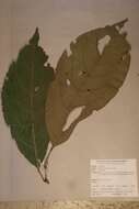 Image of Rinorea kamerunensis Engl.