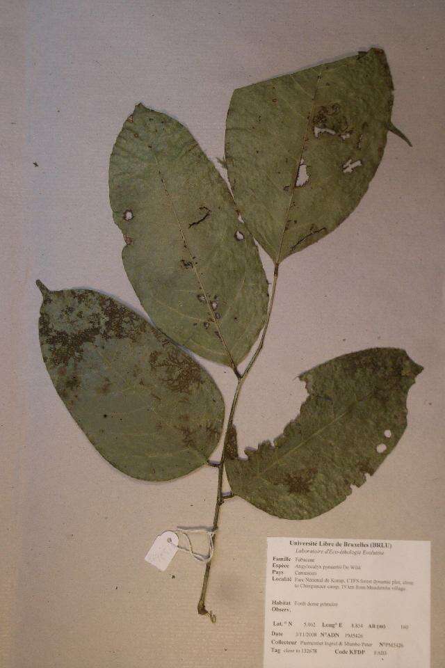 Image of Angylocalyx pynaertii De Wild.