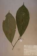 Image of Allophylus megaphyllus Hutchinson & Dalziel