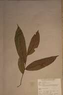 Sivun Homalium africanum (Hook. fil.) Benth. kuva