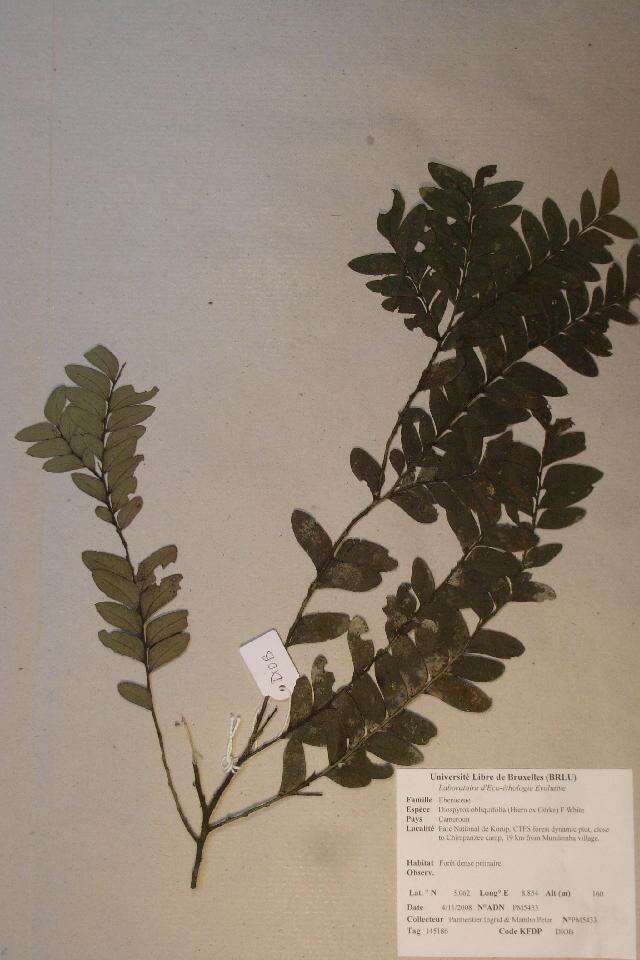 Sivun Diospyros obliquifolia (Hiern ex Gürke) F. White kuva