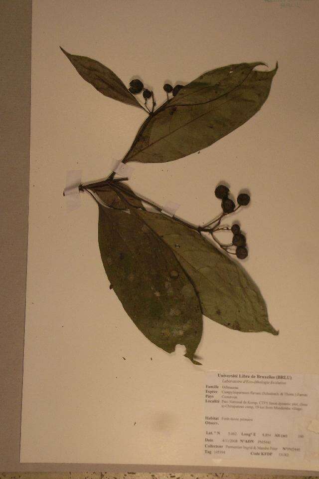 Image of Campylospermum flavum (Schumach.) Farron