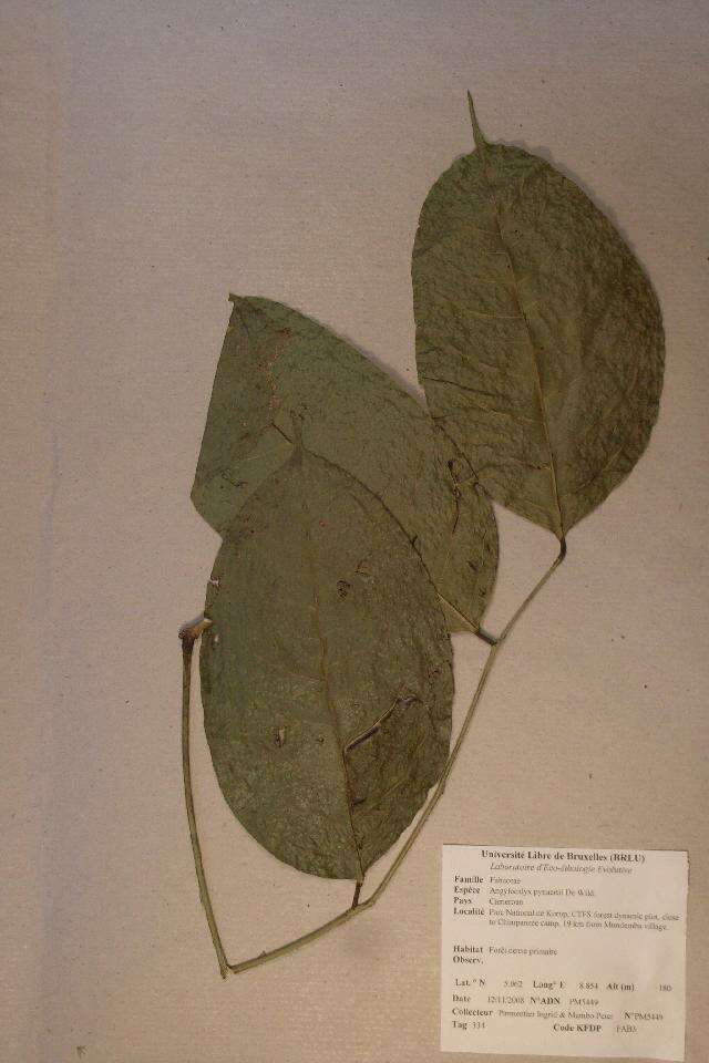 Image of Angylocalyx pynaertii De Wild.