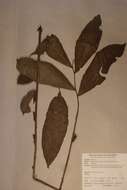 Image of Zanthoxylum gilletii (de Wildeman) Waterman