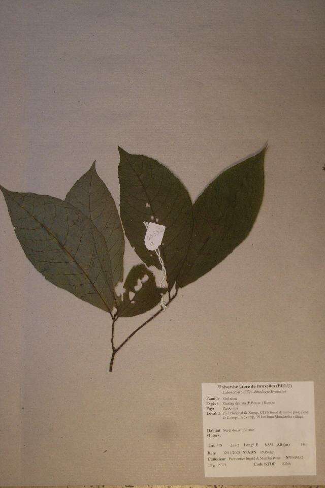 Image of Rinorea dentata (P. Beauv.) O. Ktze