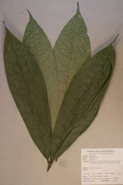 Image of Chytranthus