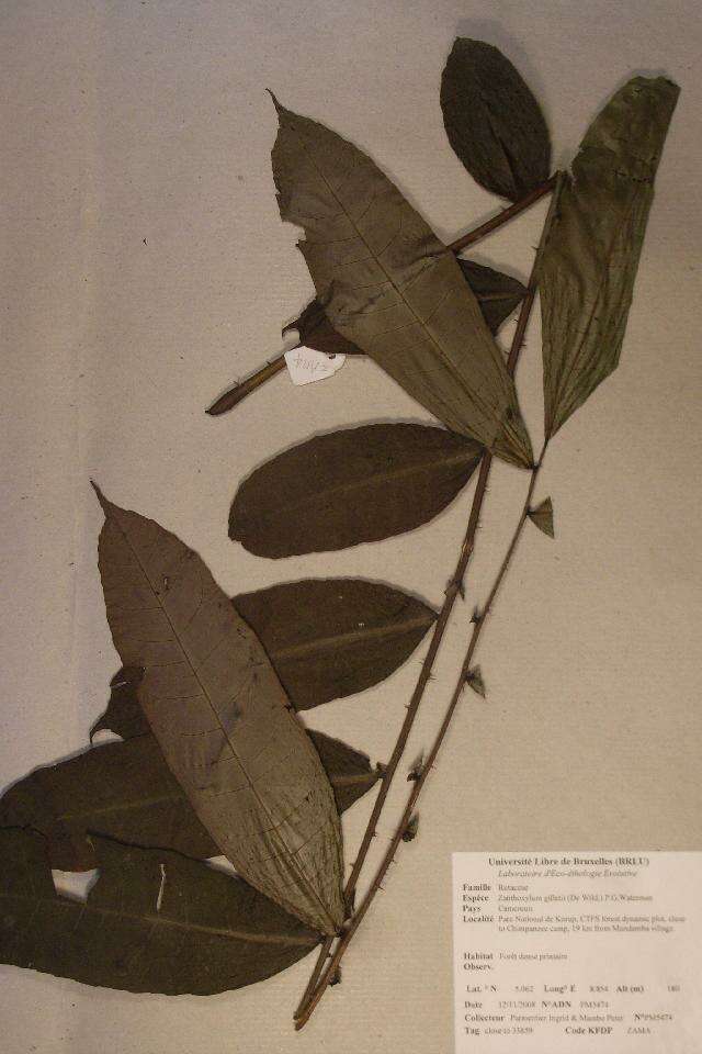 Image of Zanthoxylum gilletii (de Wildeman) Waterman