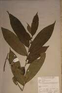 Sivun Homalium africanum (Hook. fil.) Benth. kuva