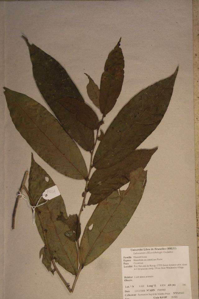 Image de Homalium africanum (Hook. fil.) Benth.