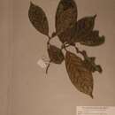 Image of Campylospermum sulcatum (Tiegh.) Farron