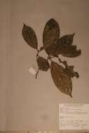 Image of Campylospermum sulcatum (Tiegh.) Farron