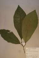 Allophylus megaphyllus Hutchinson & Dalziel的圖片