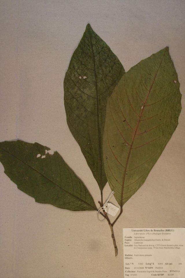 Allophylus megaphyllus Hutchinson & Dalziel的圖片