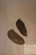 Image of Zanthoxylum gilletii (de Wildeman) Waterman