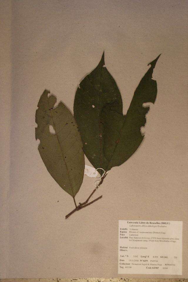 Image of Rinorea woermanniana (Büttner) Engl.