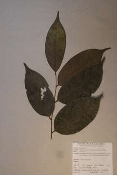 Diospyros iturensis (Gürke) Letouzey & F. White的圖片