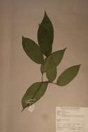 Image of Olax latifolia Engl.