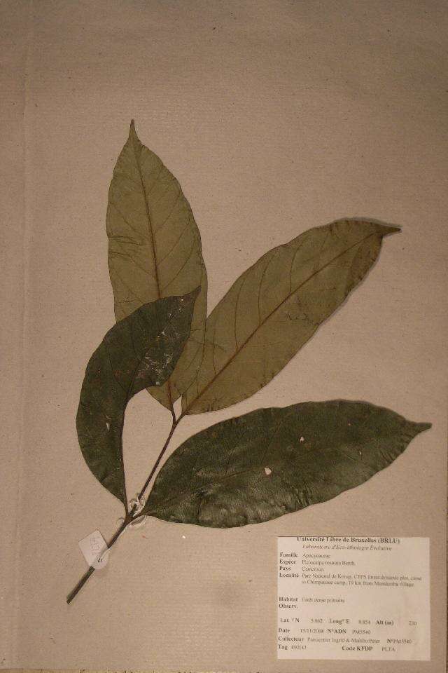 Pleiocarpa rostrata Benth.的圖片