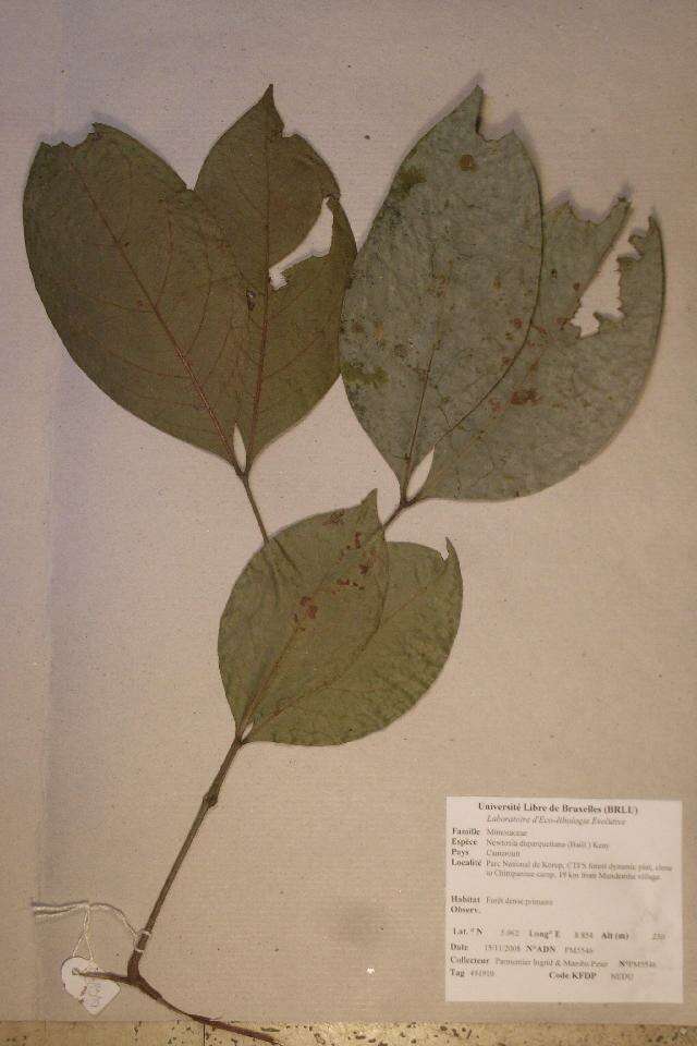 Image of Newtonia duparquetiana (Baill.) Keay