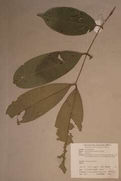 Image of Anthonotha macrophylla P. Beauv.