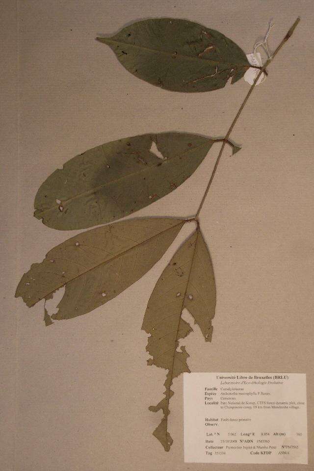 Sivun Anthonotha macrophylla P. Beauv. kuva