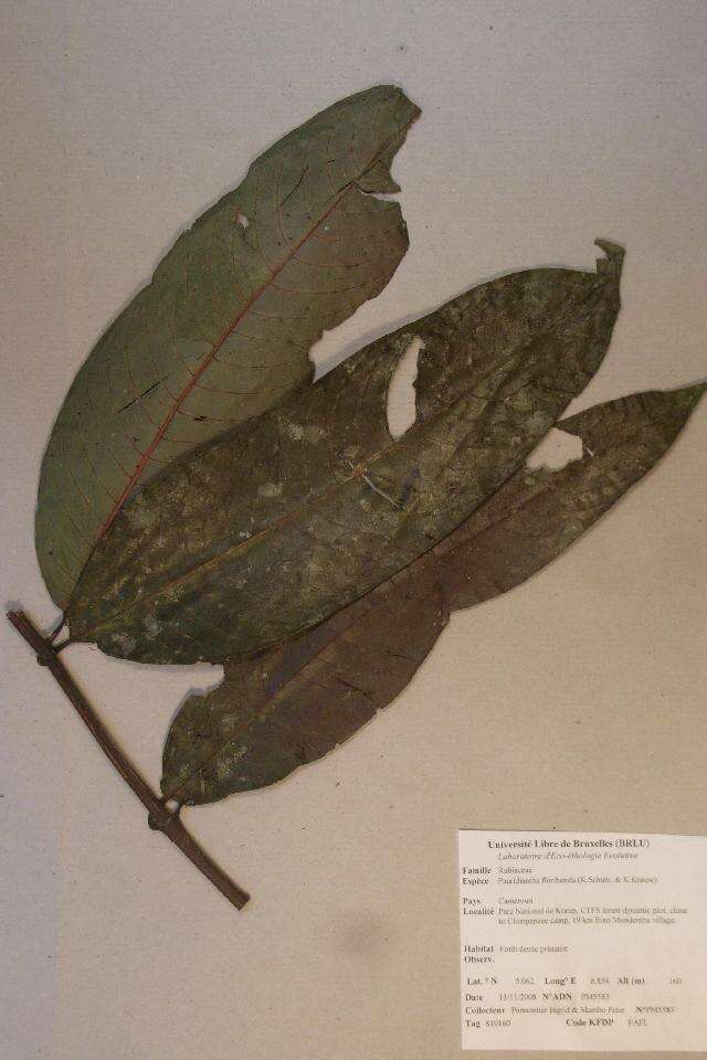 Image of Pauridiantha floribunda (K. Schum. & K. Krause) Bremek.