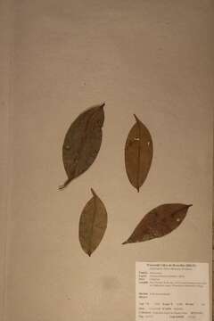 Xylopia aethiopica (Dunal) A. Rich.的圖片