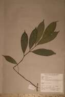 Image of Garcinia ovalifolia Oliv.