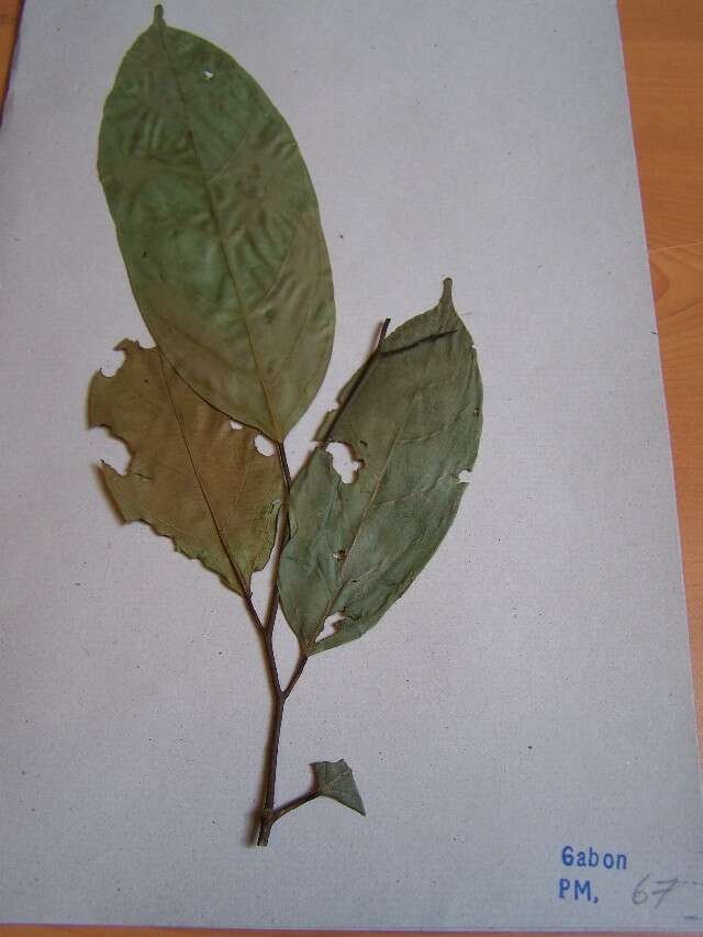 Image of Strombosiopsis tetandra