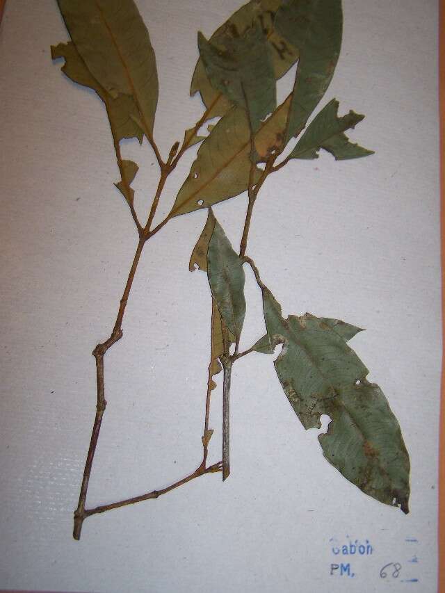 Image of Garcinia smeathmannii (Planch. & Triana) Oliv.