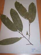 Image of Heisteria parvifolia Sm.