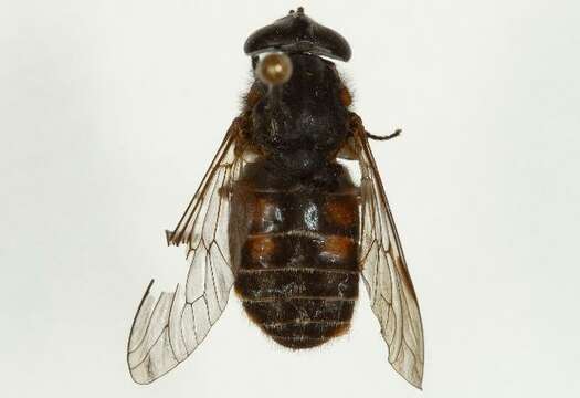 Image of Hybomitra frontalis (Walker 1848)