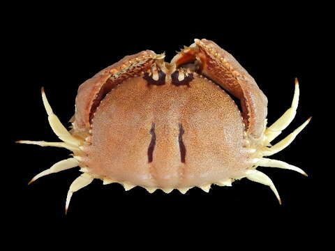 Image of Red rubble boxcrab