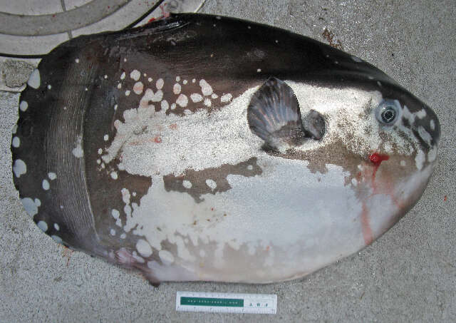 Image of Osteichthyes