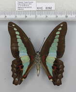 صورة Graphium sarpedon (Linnaeus 1758)