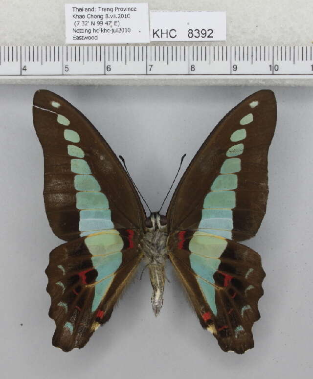 صورة Graphium sarpedon (Linnaeus 1758)