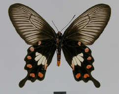 Image of Common Rose Butterfly