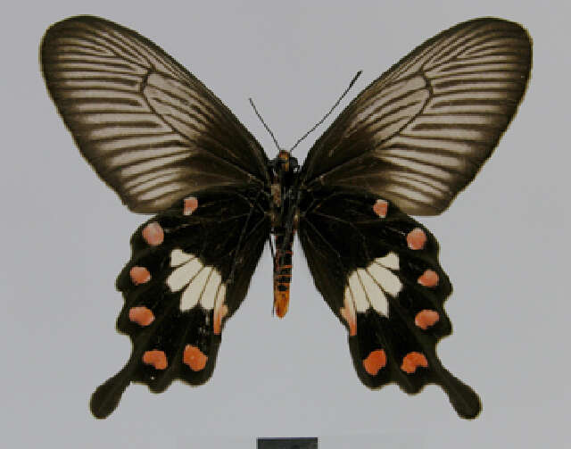 Image of Common Rose Butterfly