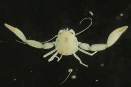 Image of eastern tube crab