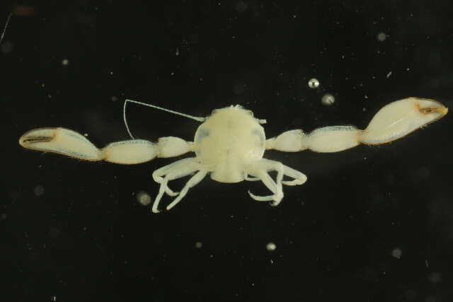 Image of eastern tube crab