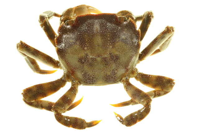 Imagem de Hemigrapsus