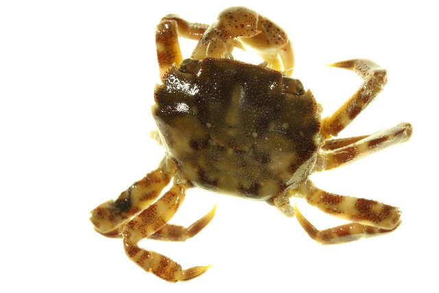 Image of Hemigrapsus