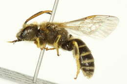 Image of Halictus ligatus Say 1837